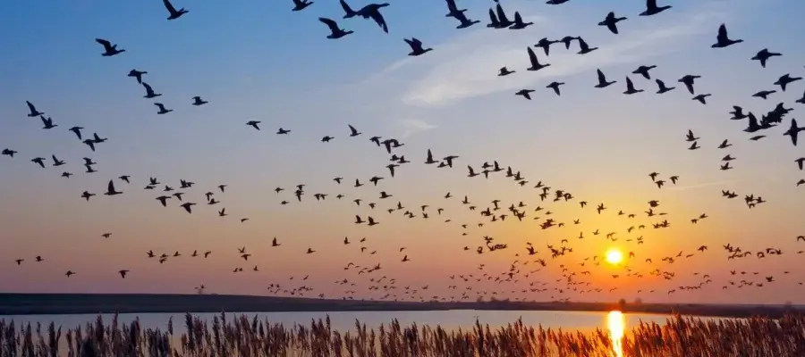 Oiseaux migrateurs vers un autre média social devant un coucher de soleil