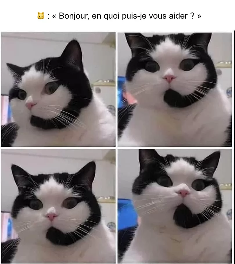 Images d'un chat au pelage qui ressemble à une personne ayant un casque-micro d'un SAV